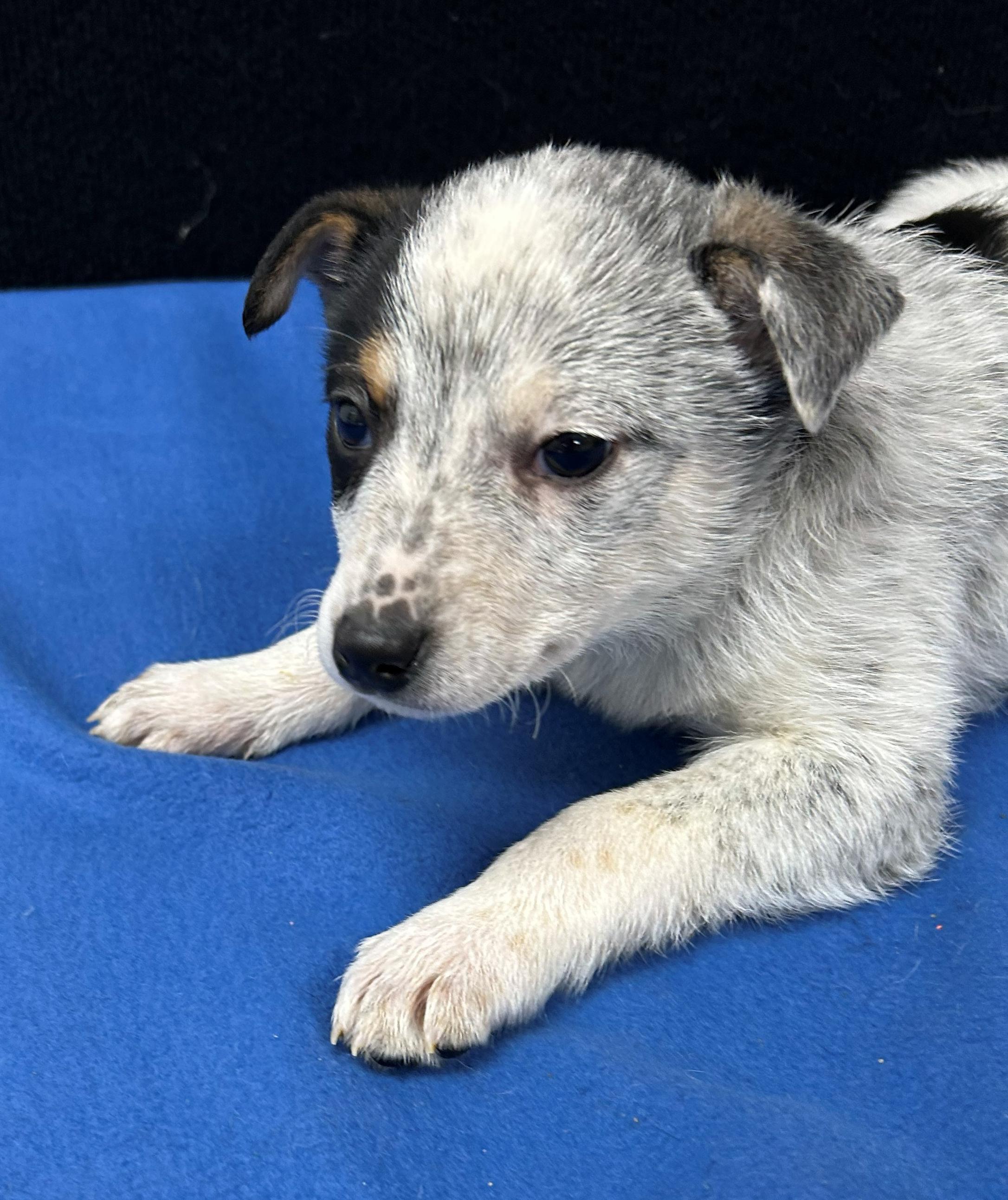 Enlarge Billy, a Adoptable mixed breed in Neillsville, WI image 3/5