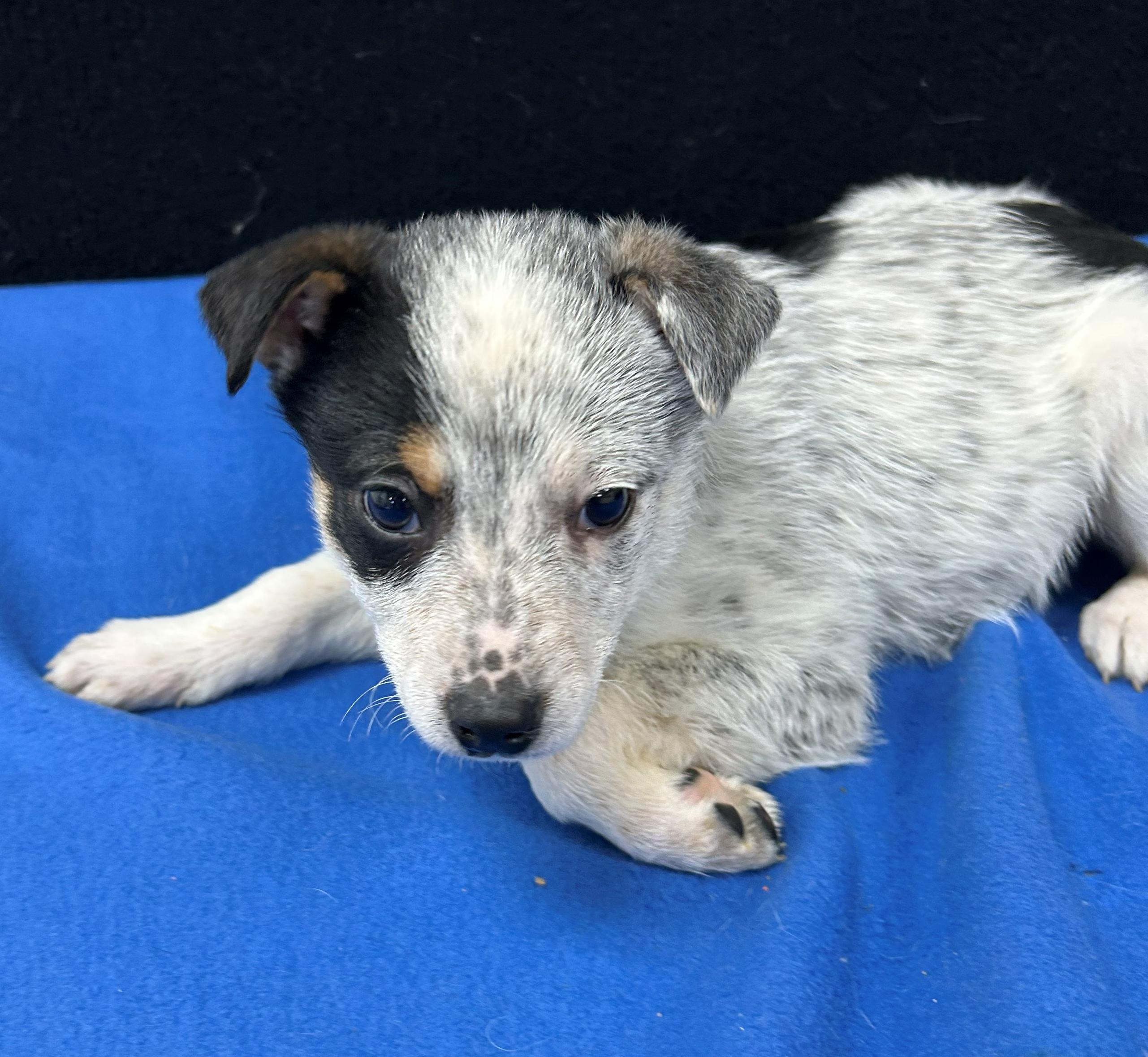 Enlarge Billy, a Adoptable mixed breed in Neillsville, WI image 5/5