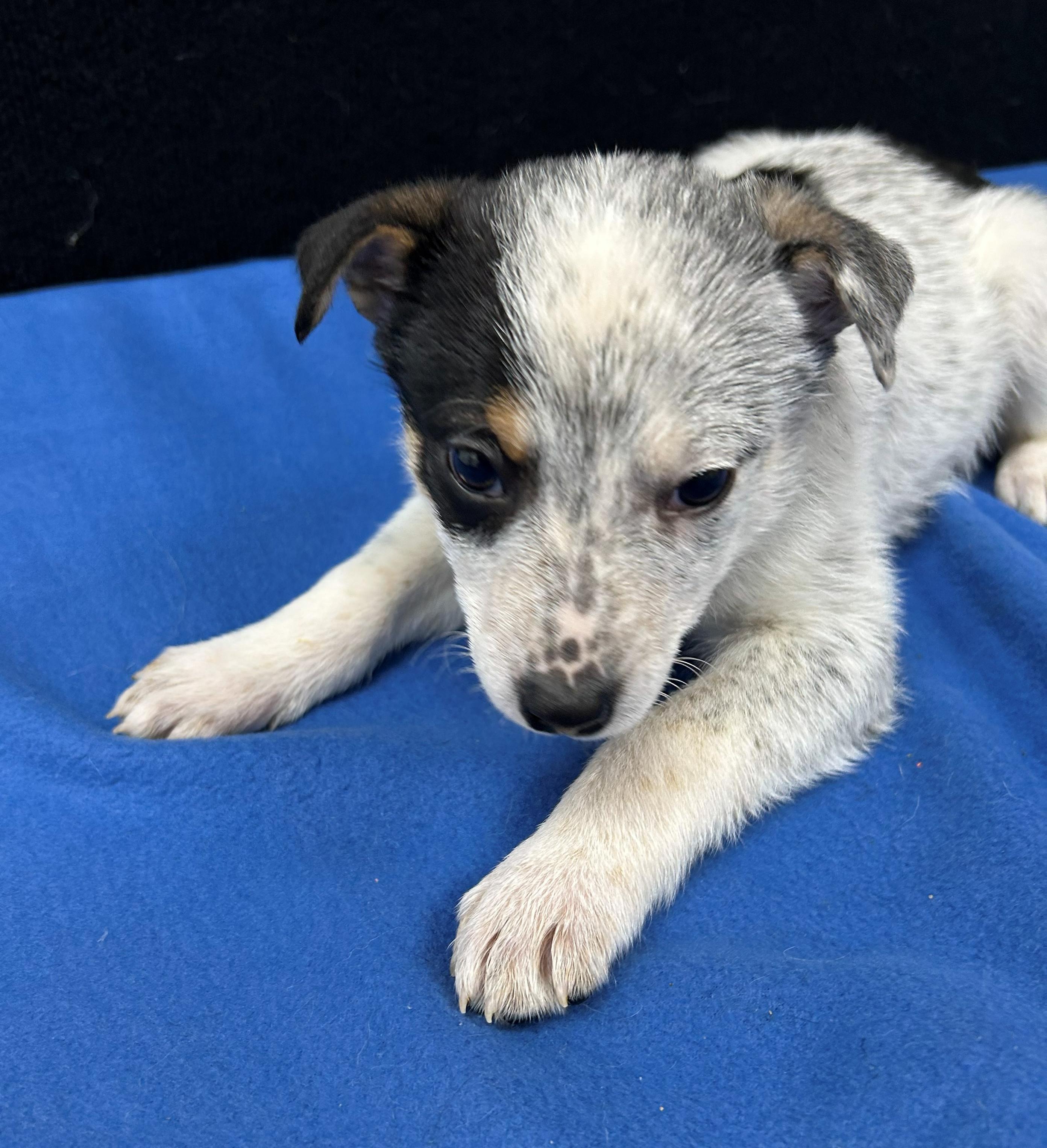 Enlarge Billy, a Adoptable mixed breed in Neillsville, WI image 2/5