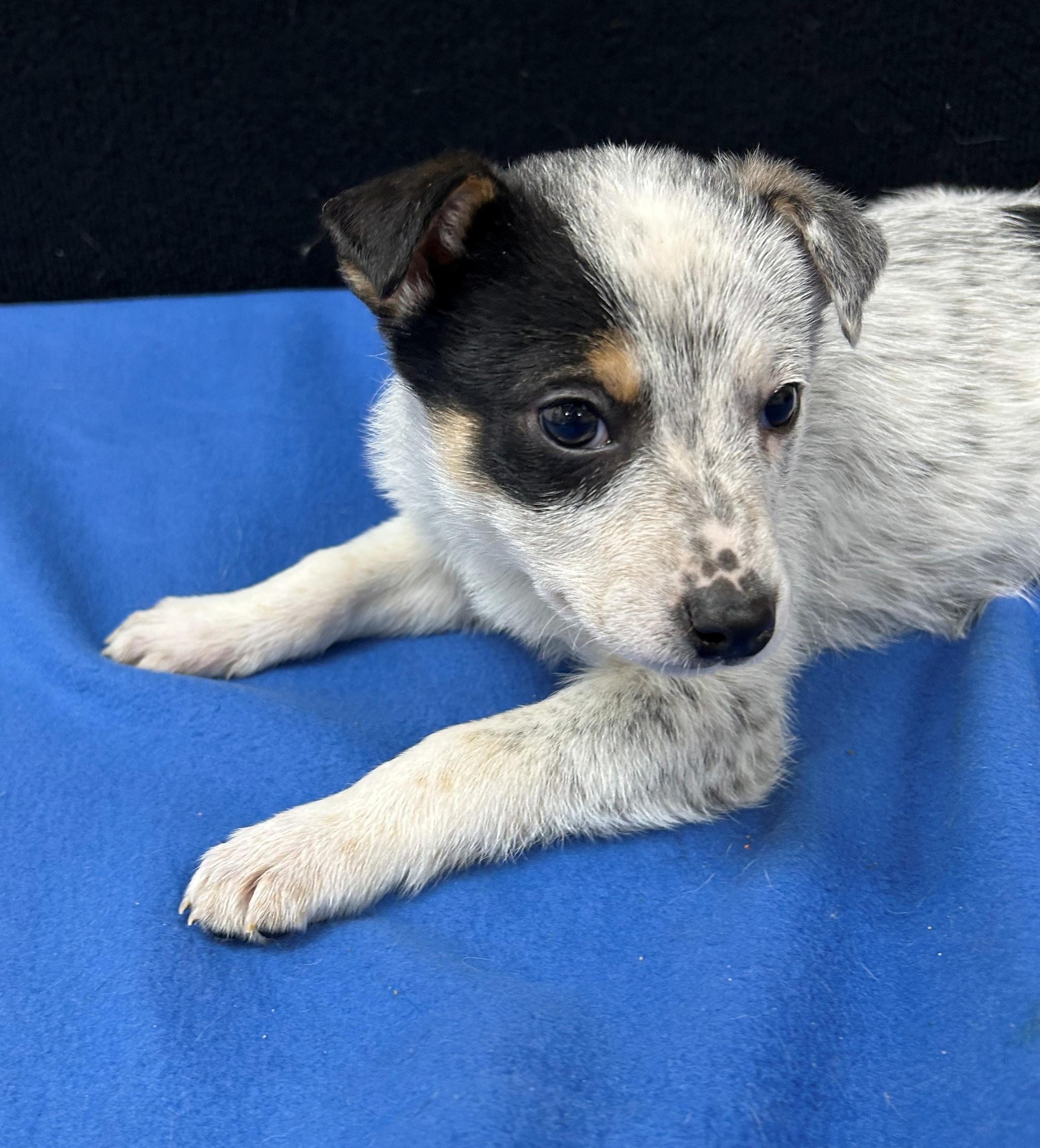 Billy, Adoptable, Puppy Male Australian Cattle Dog / Blue Heeler.