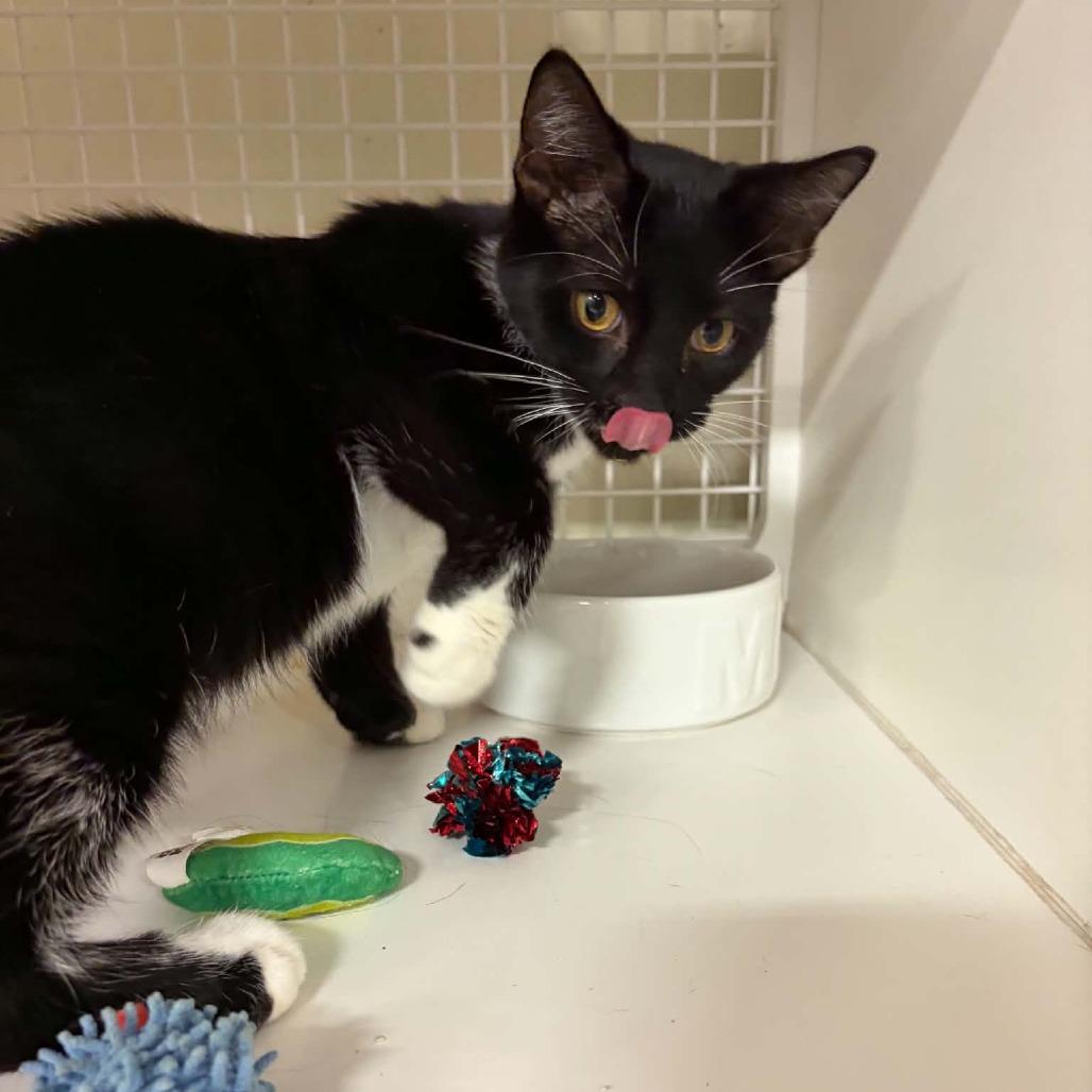 Mechanical, Adoptable, Young Male Domestic Short Hair.