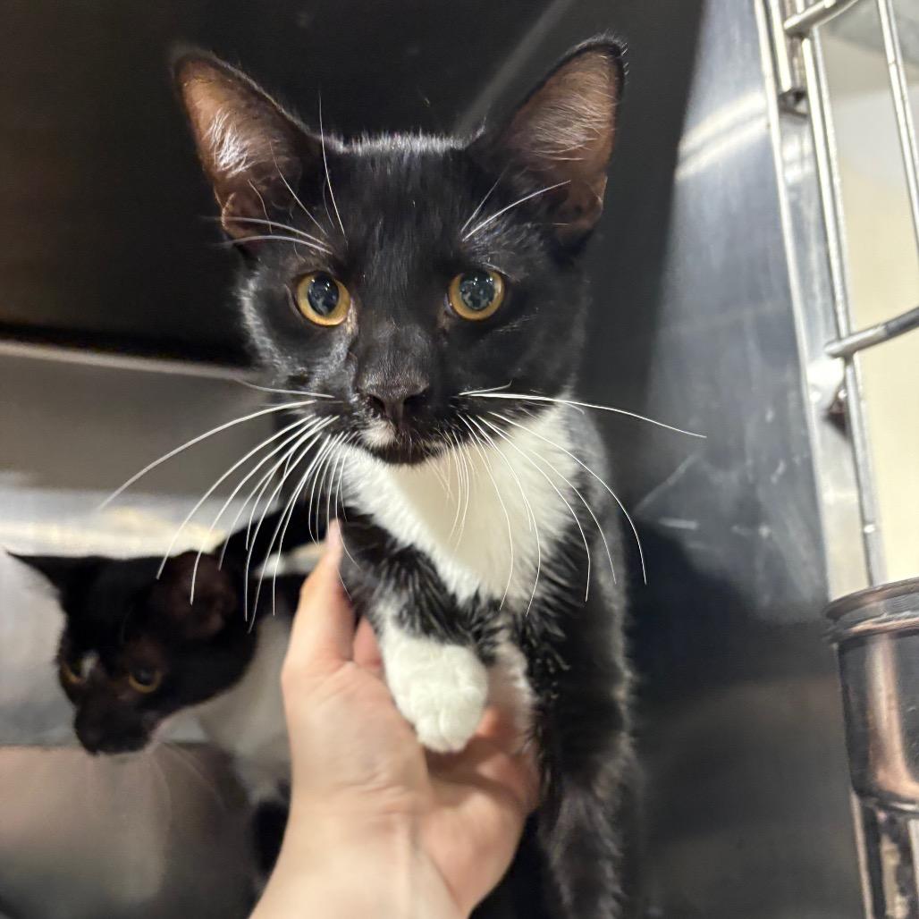 Enlarge Mechanical, a Adoptable Domestic Short Hair in St. Paul, MN image 2/3