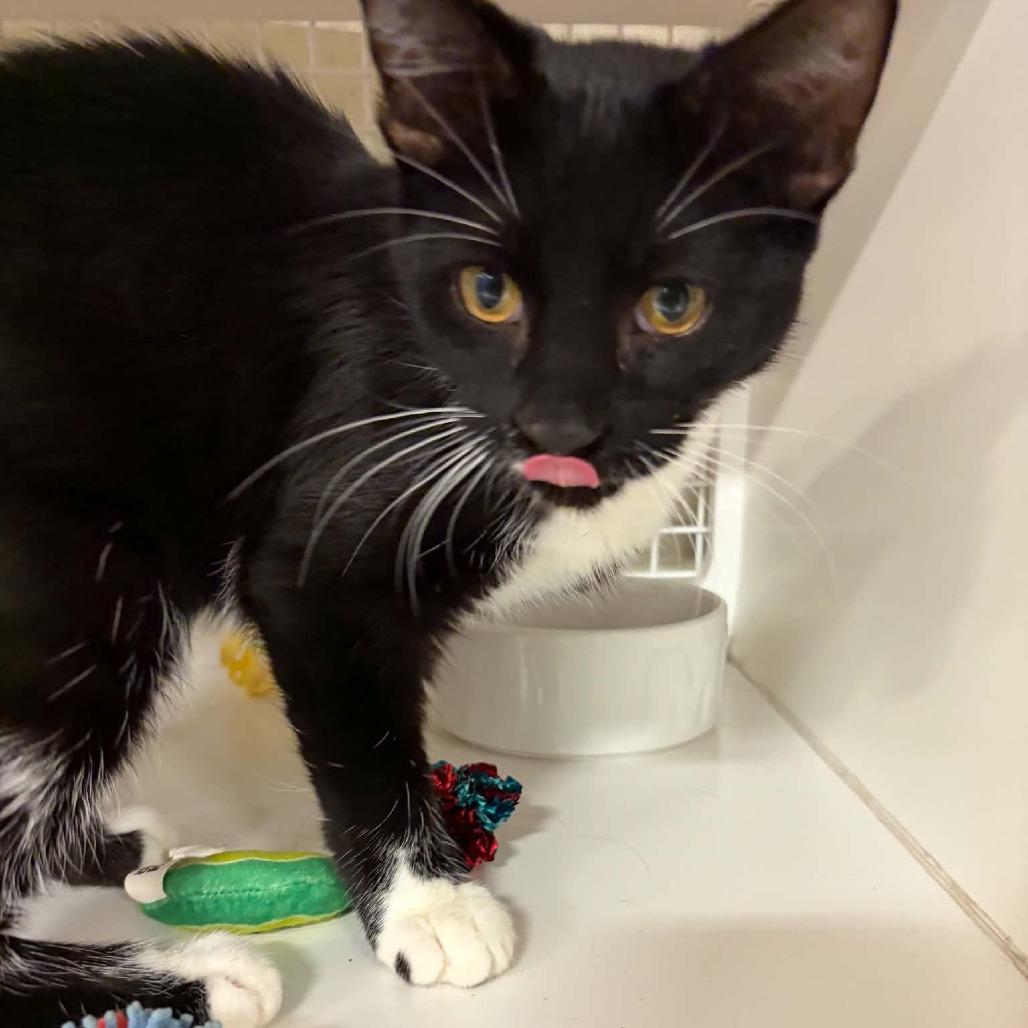 Enlarge Mechanical, a Adoptable Domestic Short Hair in St. Paul, MN image 3/3