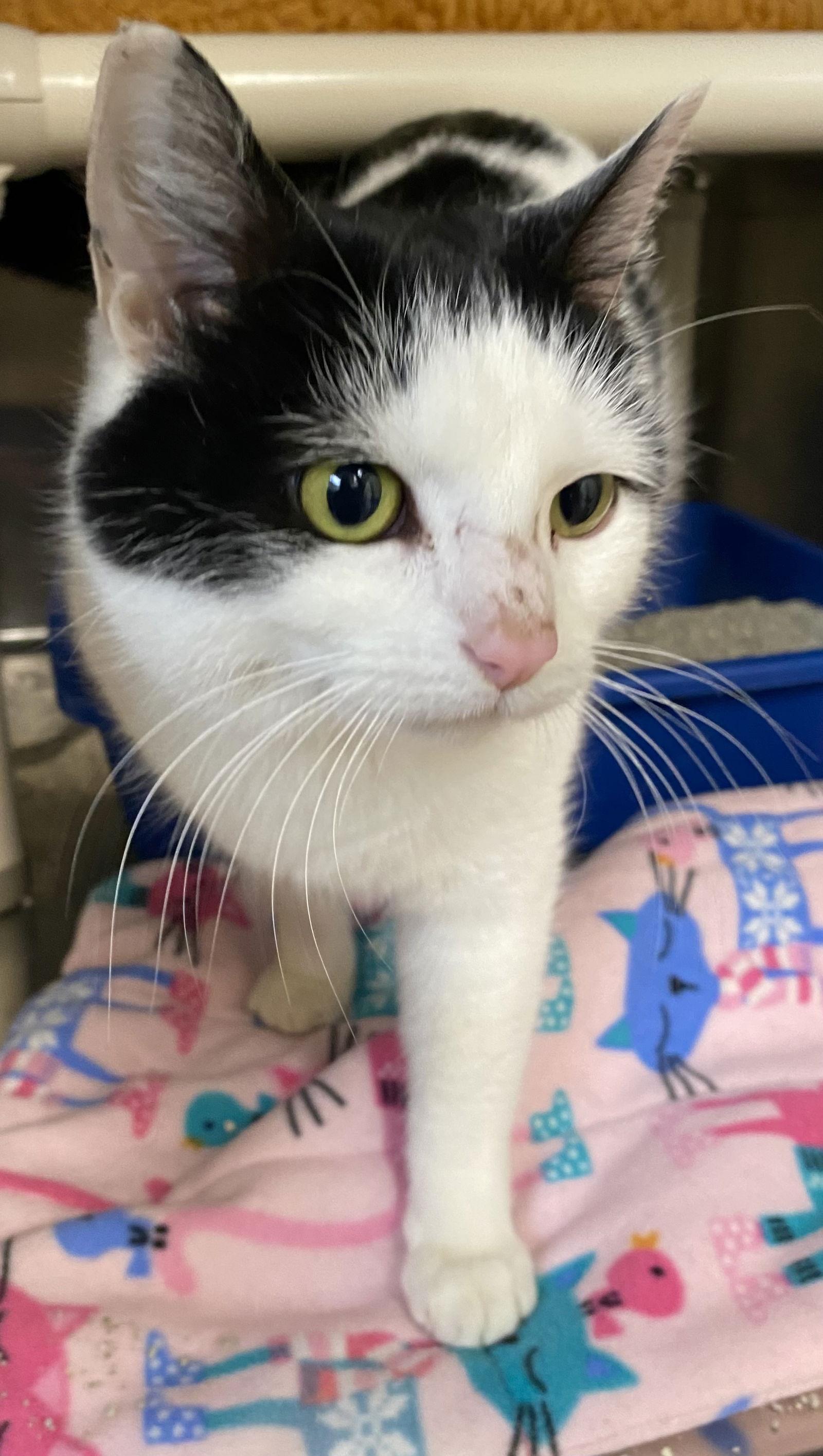 Enlarge Caliope, a Adoptable Domestic Short Hair in Fargo, ND image 1/2