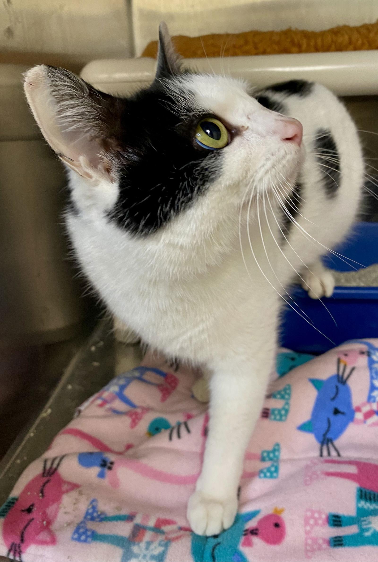 Enlarge Caliope, a Adoptable Domestic Short Hair in Fargo, ND image 2/2