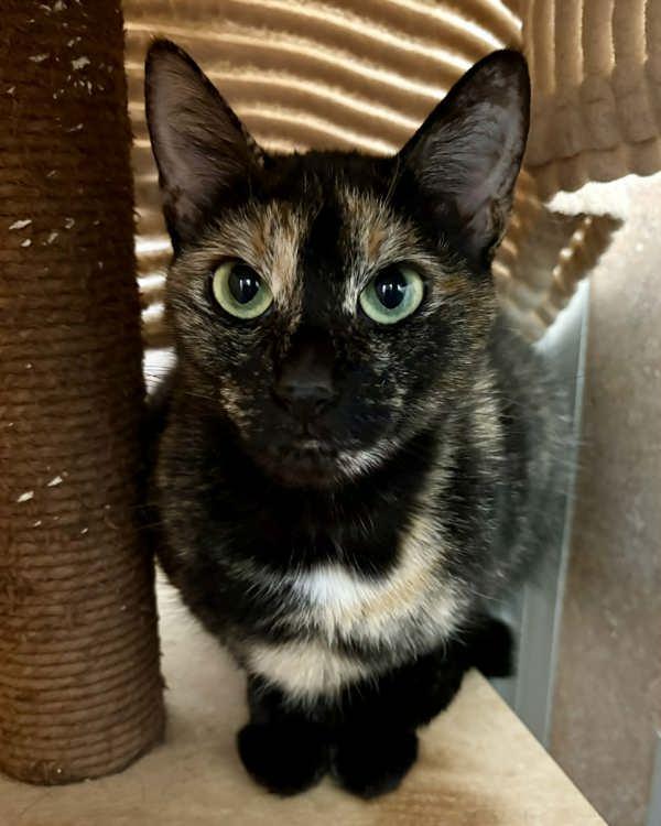 Butterfly, Adoptable, Adult Female Domestic Short Hair.