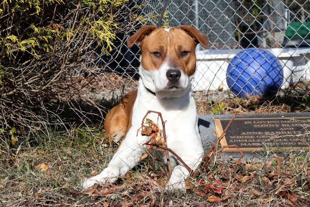 Jumpy, an adoptable Mixed Breed in Windsor, VA_image-1
