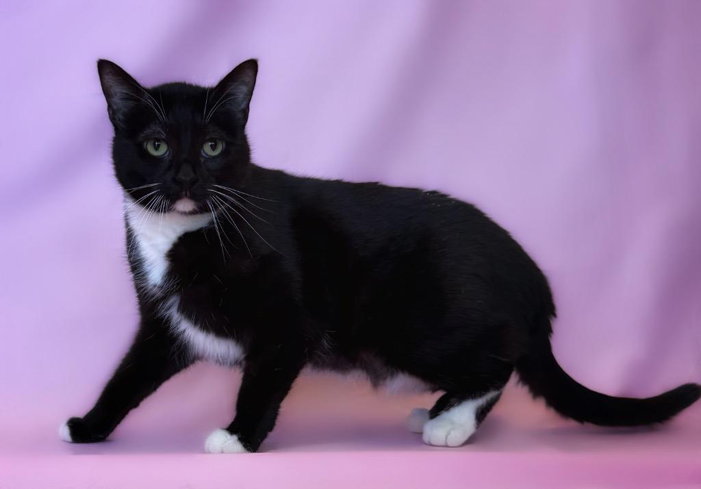 Snapcat, ADOPTABLE, Young Female Domestic Short Hair.