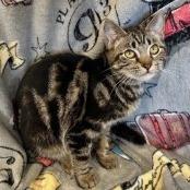 Wink, Adoptable, Kitten Male Domestic Short Hair.