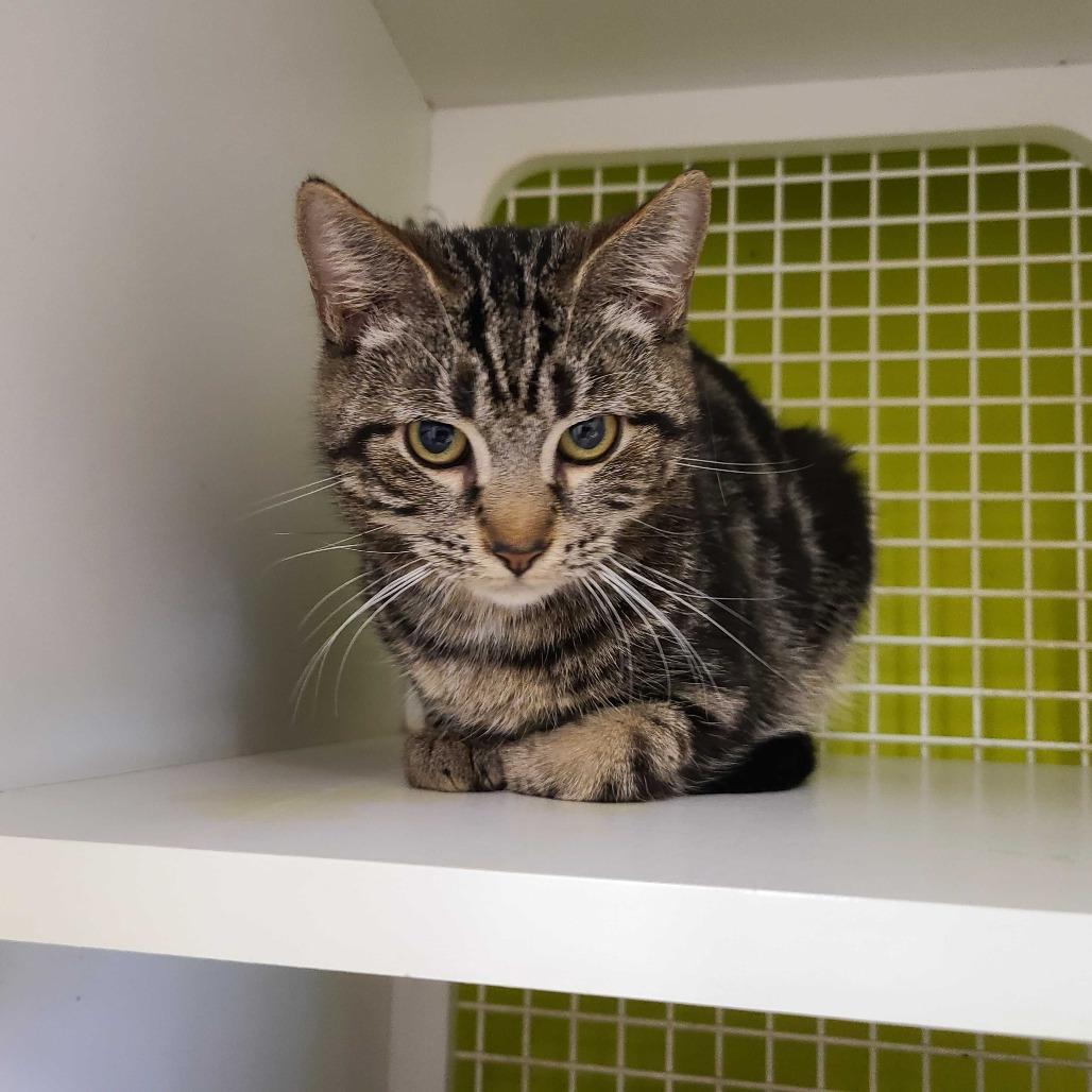 Enlarge Wink, a Adoptable Domestic Short Hair in Tallahassee, FL image 2/2