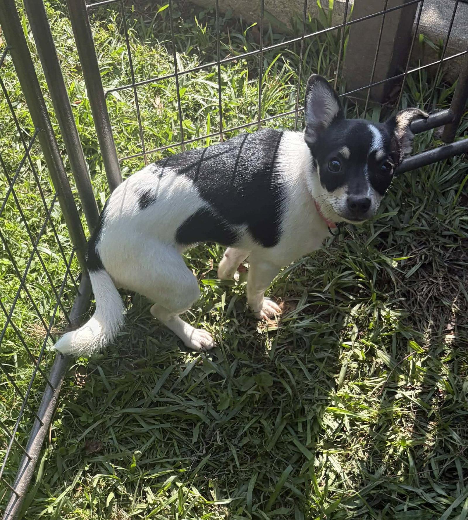 Poppy Adopted, Adopted, Puppy Female Chihuahua.