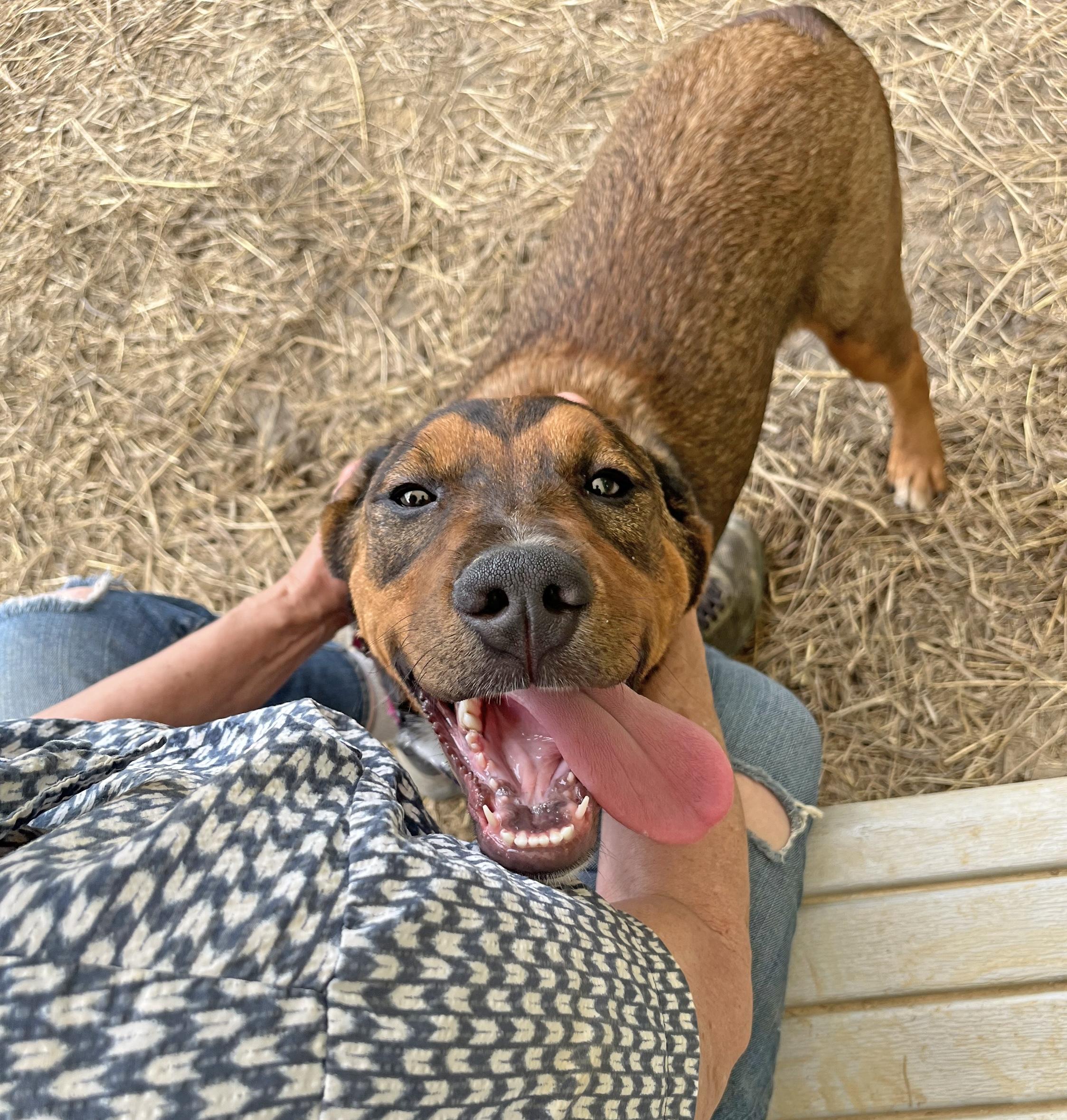 Enlarge Deputy Do Right, a ADOPTABLE mixed breed in Marshall, NC image 4/6