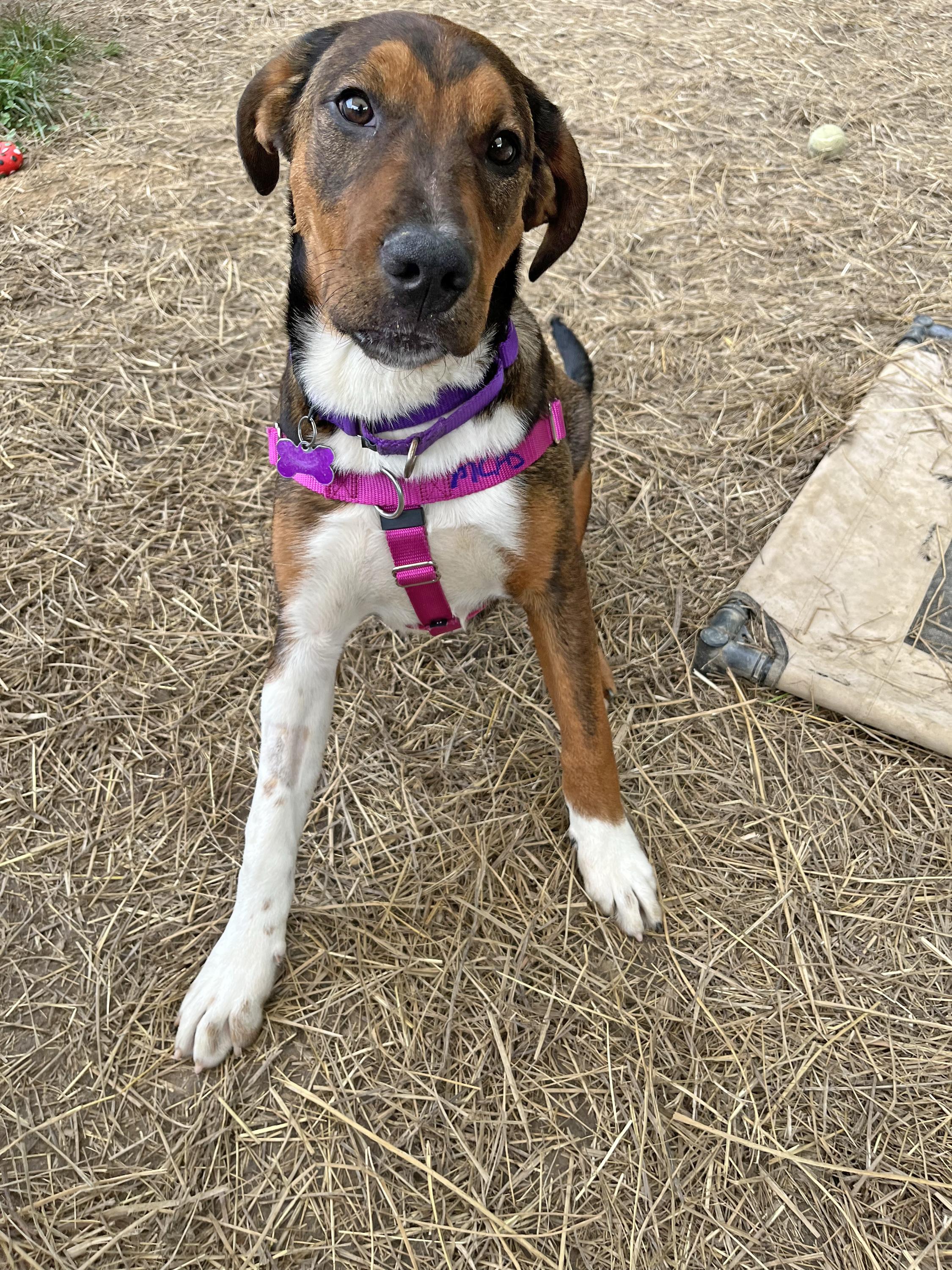 Enlarge Deputy Do Right, a ADOPTABLE mixed breed in Marshall, NC image 6/6