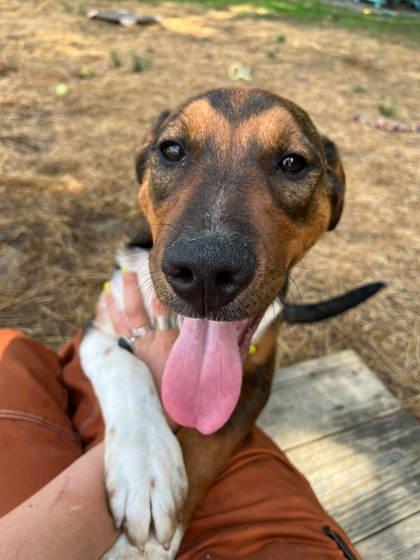 Enlarge Deputy Do Right, a ADOPTABLE mixed breed in Marshall, NC image 5/6
