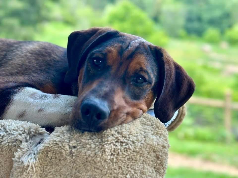 Enlarge Deputy Do Right, a ADOPTABLE mixed breed in Marshall, NC image 1/6