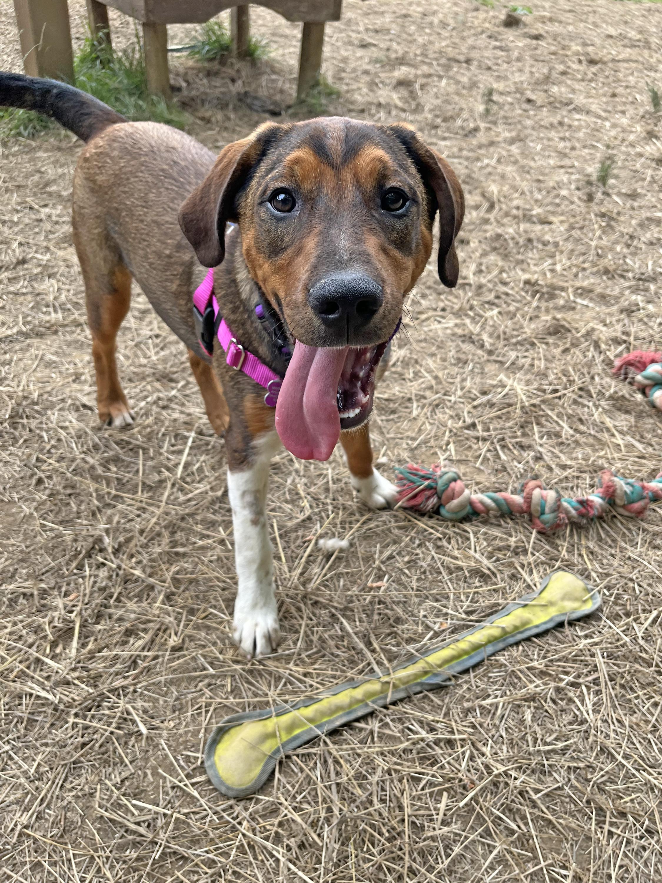 Enlarge Deputy Do Right, a ADOPTABLE mixed breed in Marshall, NC image 2/6