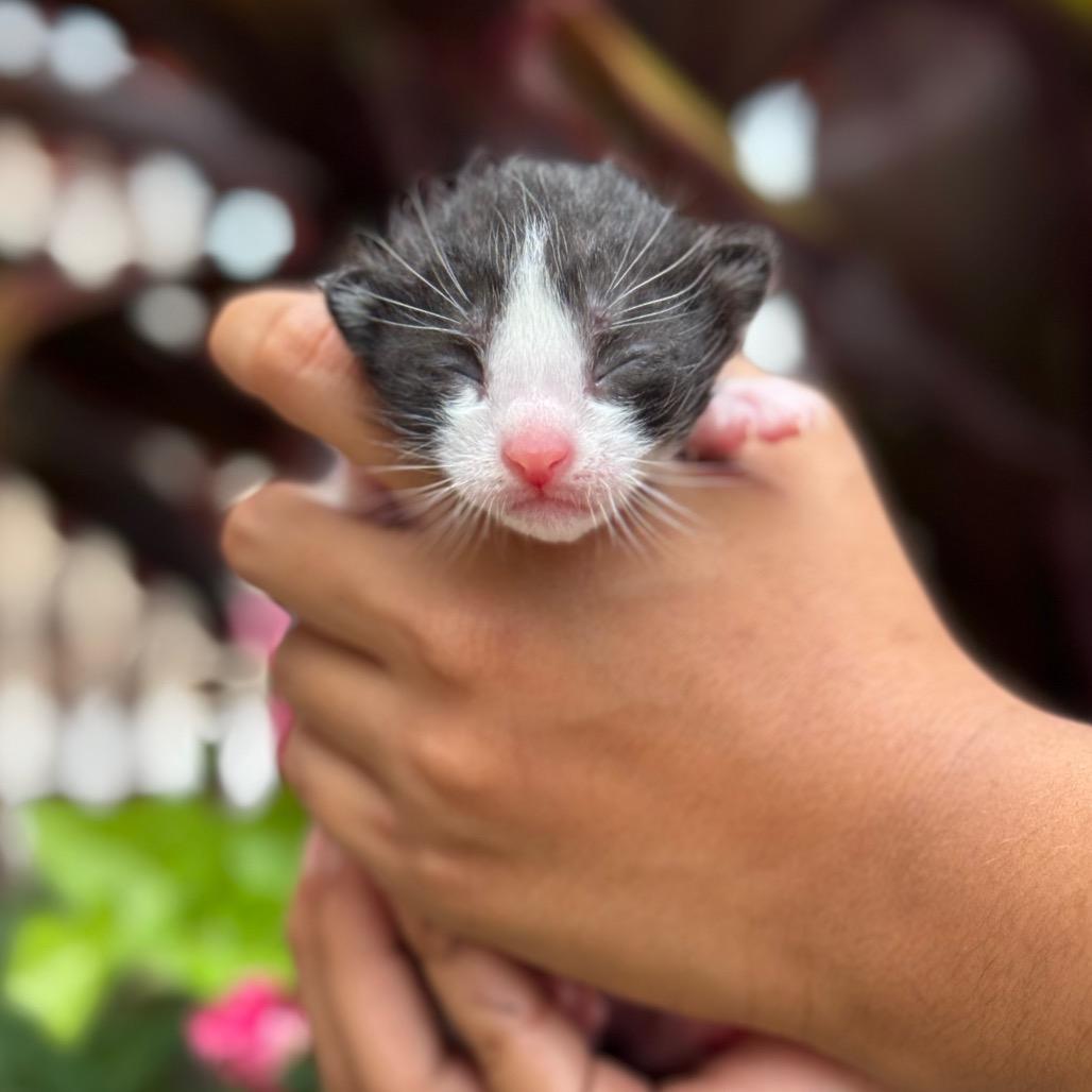 Oliver, Adoptable, Young Male Domestic Short Hair.