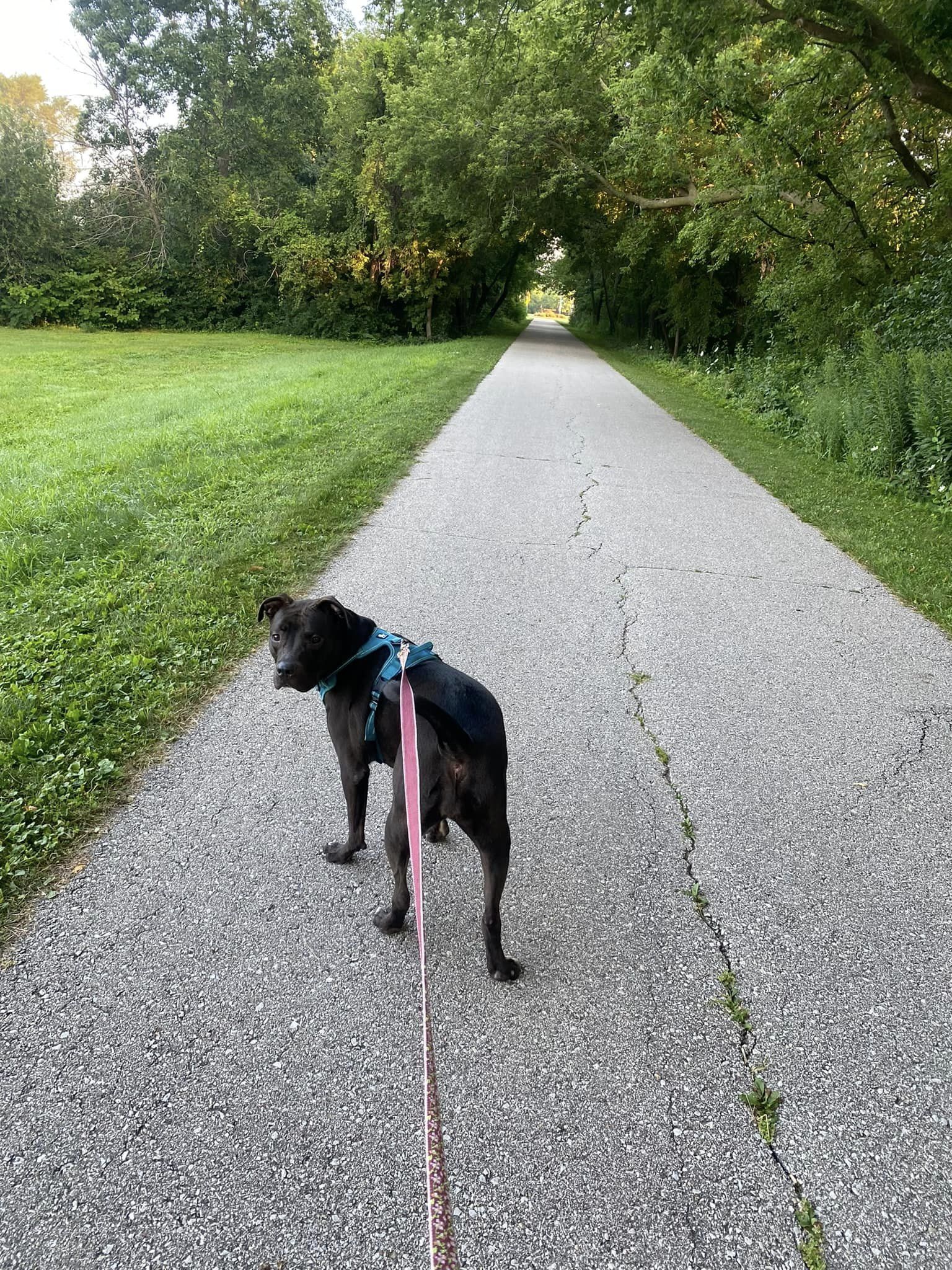 Enlarge Passion, a Adopted Pit Bull Terrier in Appleton, WI image 1/3