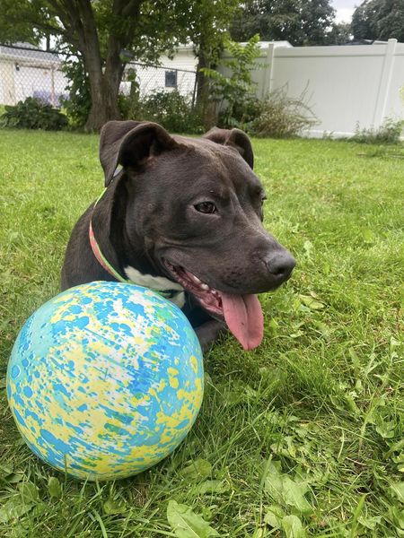 Enlarge Passion, a Adopted Pit Bull Terrier in Appleton, WI image 2/3