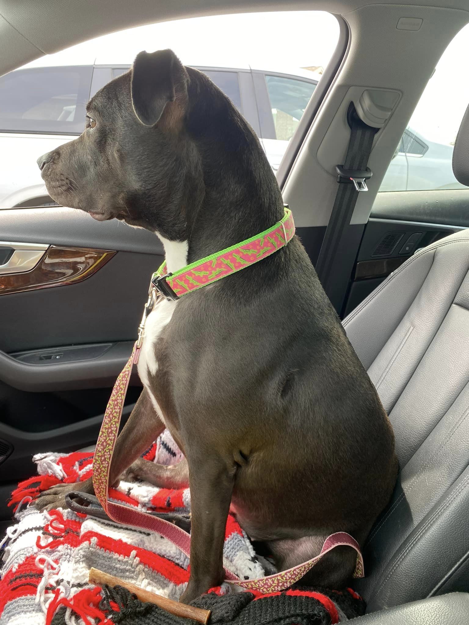 Enlarge Passion, a Adopted Pit Bull Terrier in Appleton, WI image 3/3