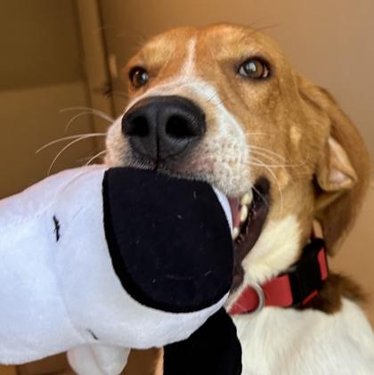 Enlarge Ronnie, a Adoptable Mixed Breed in Lansing, MI image 2/2