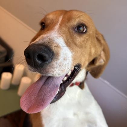 Enlarge Ronnie, a Adoptable Mixed Breed in Lansing, MI image 1/2
