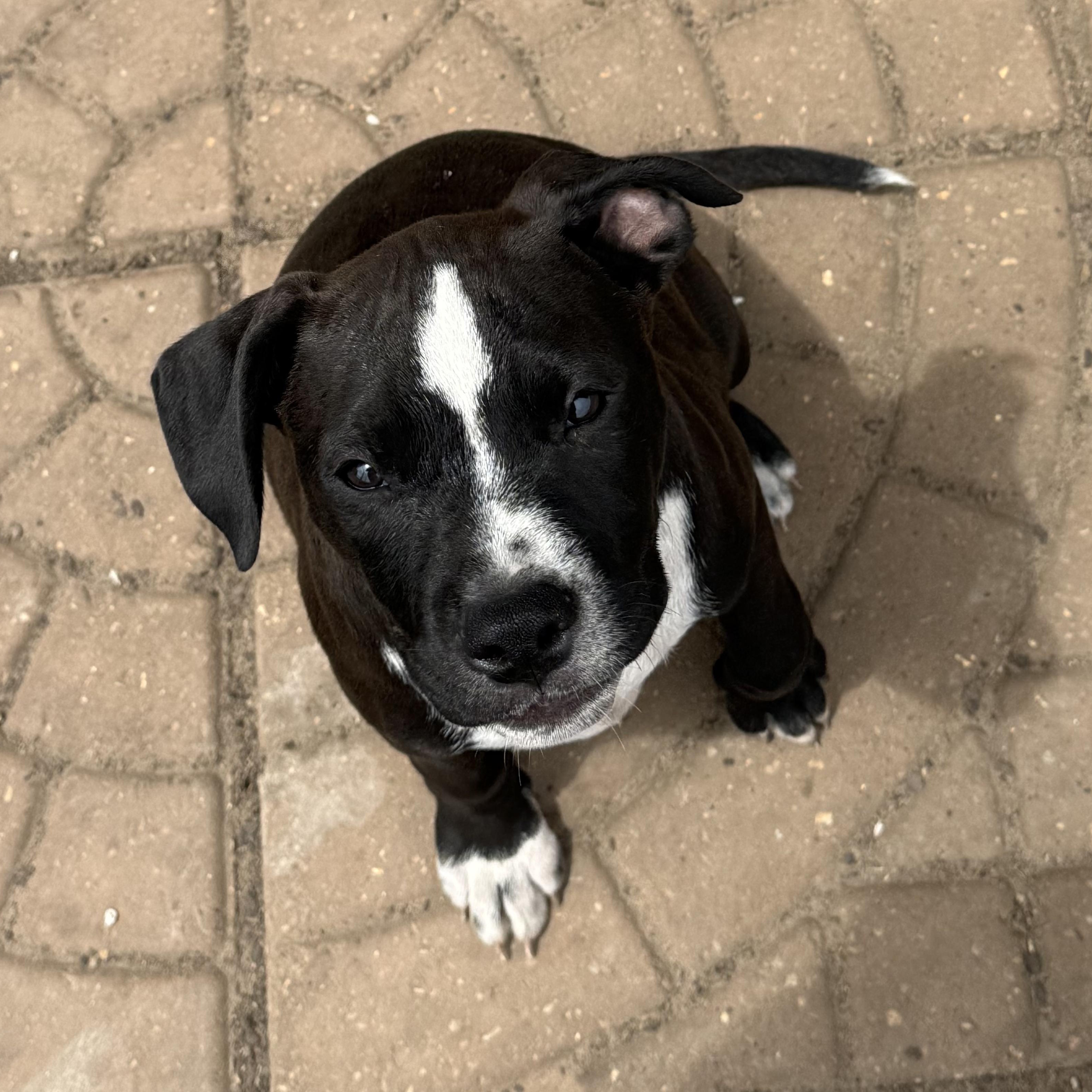 Enlarge Julien, a Adoptable mixed breed in Brattleboro, VT image 1/5