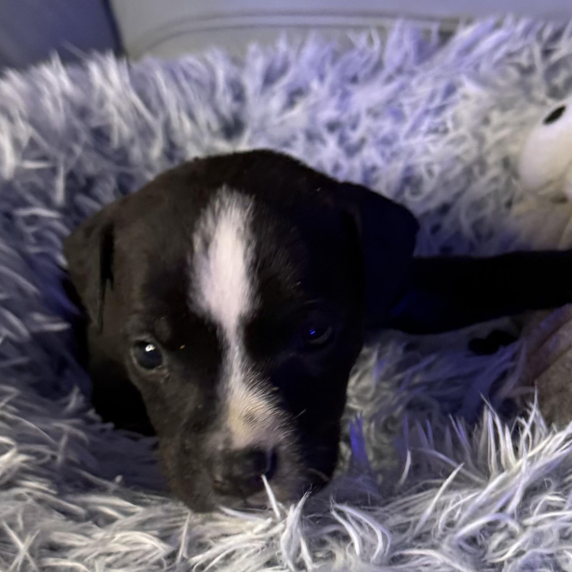 Enlarge Julien, a Adoptable mixed breed in Brattleboro, VT image 5/5