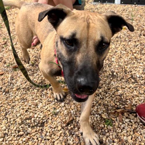 Slinky, Adoptable, Young Male Terrier & Mixed Breed.