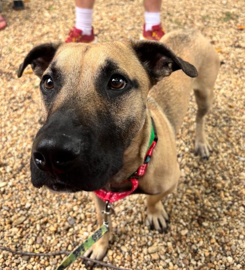 Slinky, a Adoptable mixed breed in Washington DC, DC image 2/4