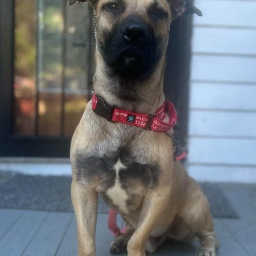 Slinky, a Adoptable mixed breed in Washington DC, DC image 3/4