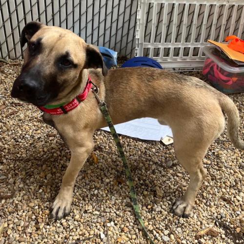 Slinky, a Adoptable mixed breed in Washington DC, DC image 4/4
