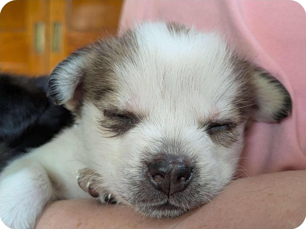 Pip photo 5