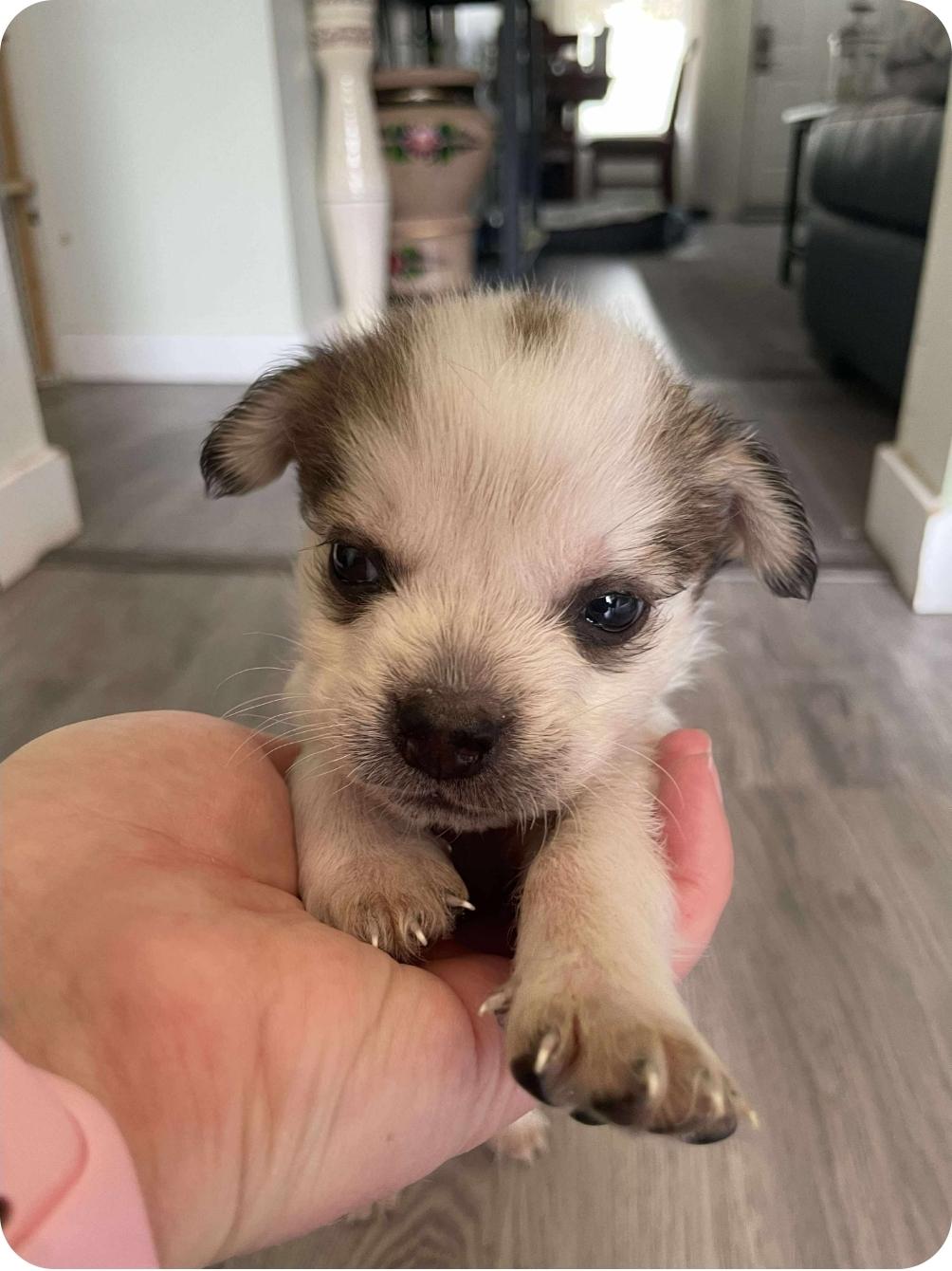 Pip, Baby Female Husky