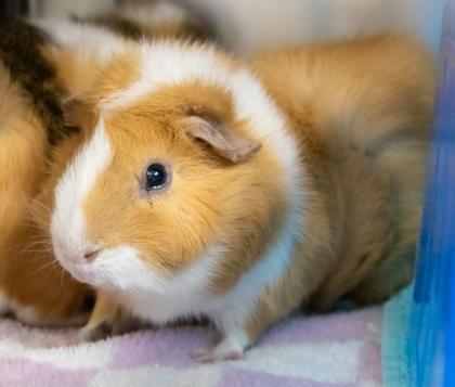 Enlarge Praline, a Adoptable Guinea Pig in Ann Arbor, MI image 1/3