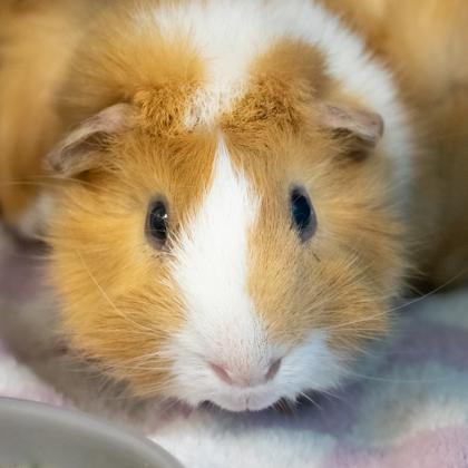 Enlarge Praline, a Adoptable Guinea Pig in Ann Arbor, MI image 2/3