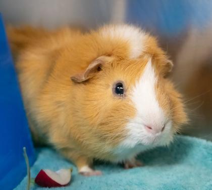 Enlarge Praline, a Adoptable Guinea Pig in Ann Arbor, MI image 3/3