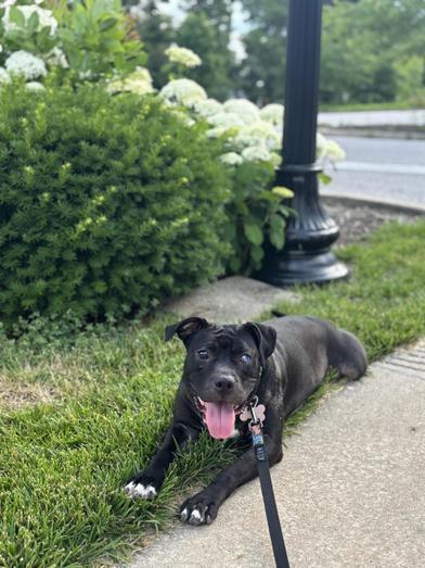 Batty, Adoptable, Adult Female Pit Bull Terrier.