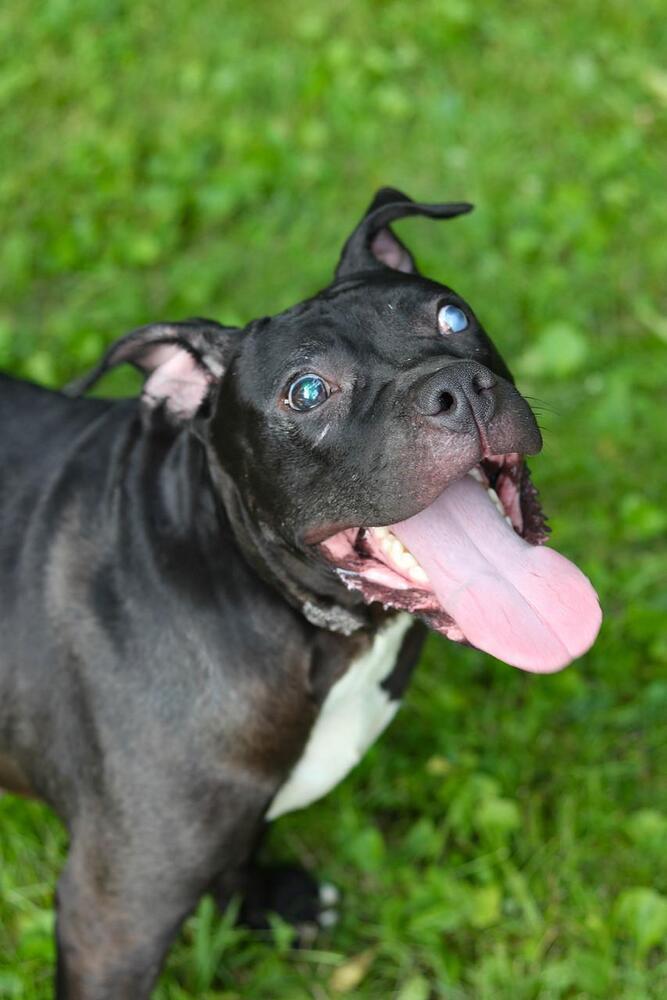 Batty, Adoptable, Adult Female Pit Bull Terrier.