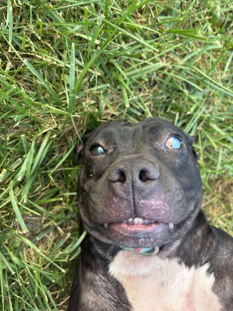 Enlarge Batty, a Adoptable Pit Bull Terrier in Indianapolis, IN image 3/4