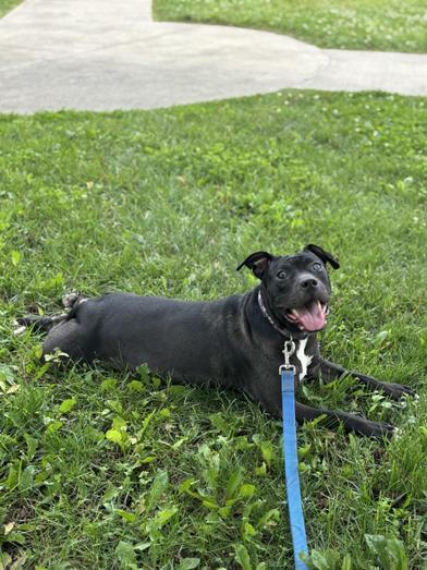 Enlarge Batty, a Adoptable Pit Bull Terrier in Indianapolis, IN image 4/4
