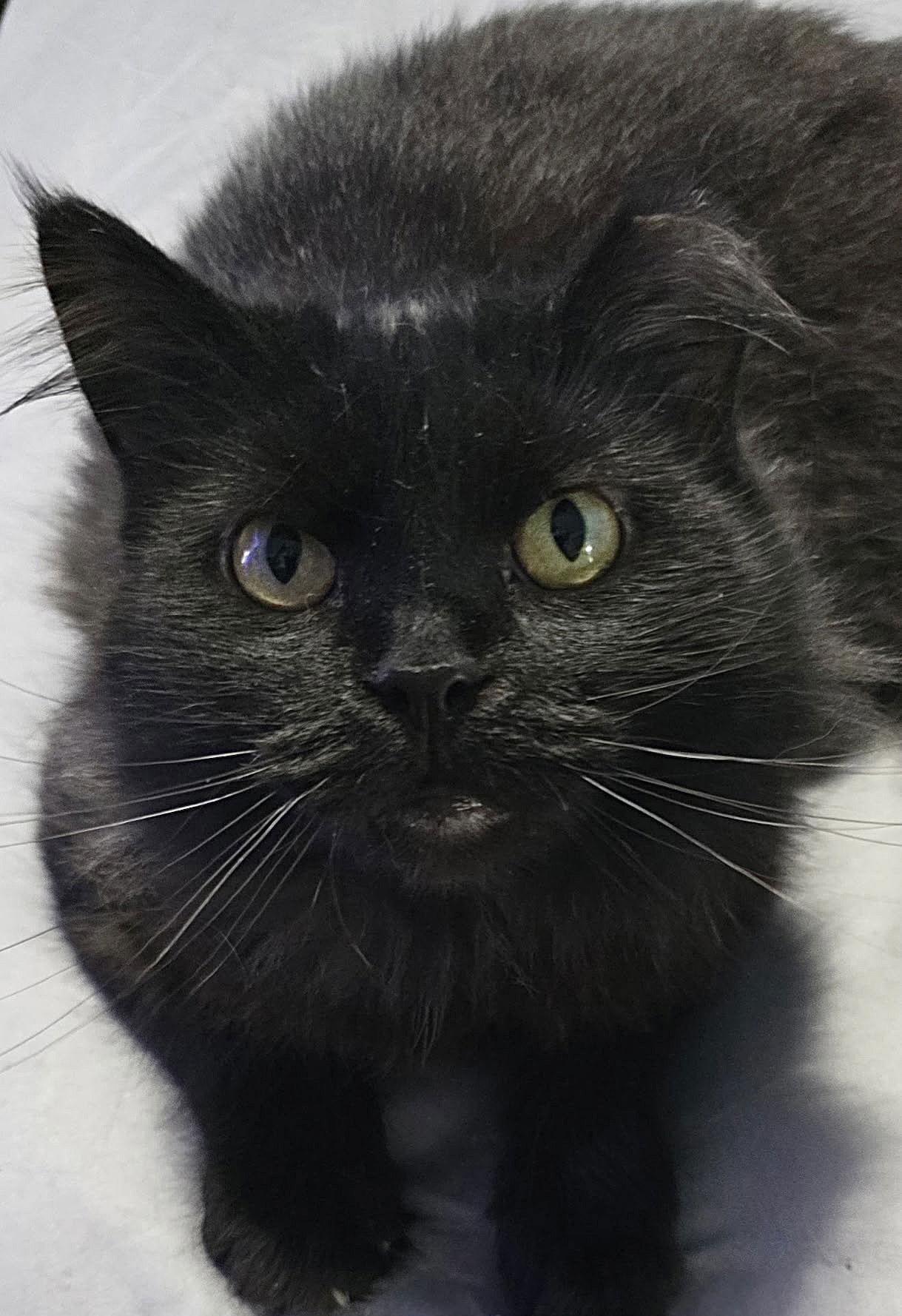 Justice, Adoptable, Young Female Domestic Long Hair.
