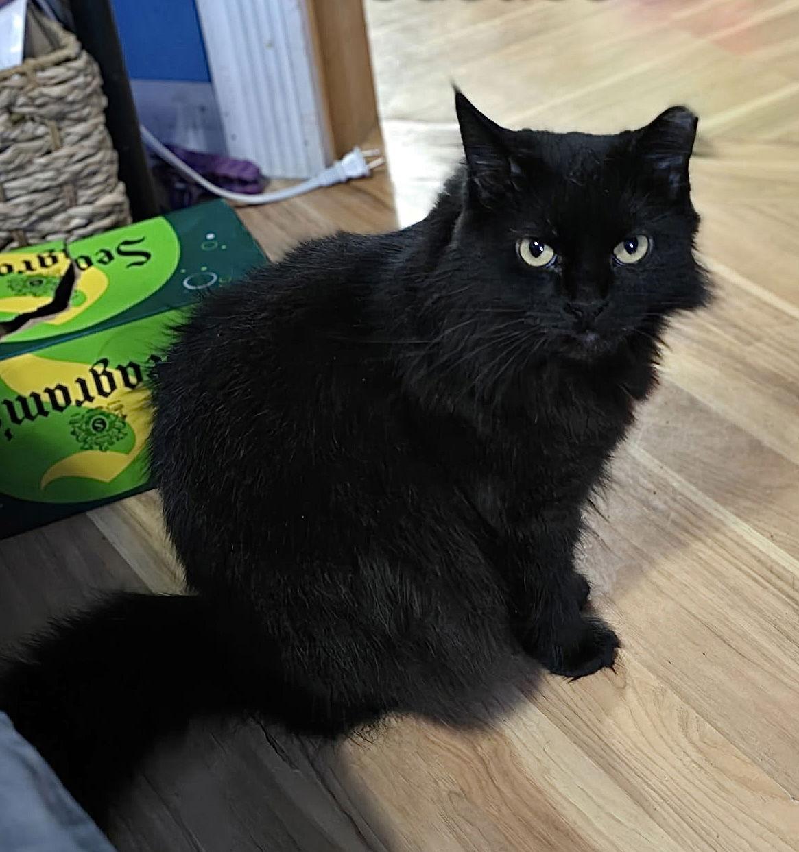 Enlarge Justice, a Adoptable Domestic Long Hair in Harrisburg, PA image 2/3