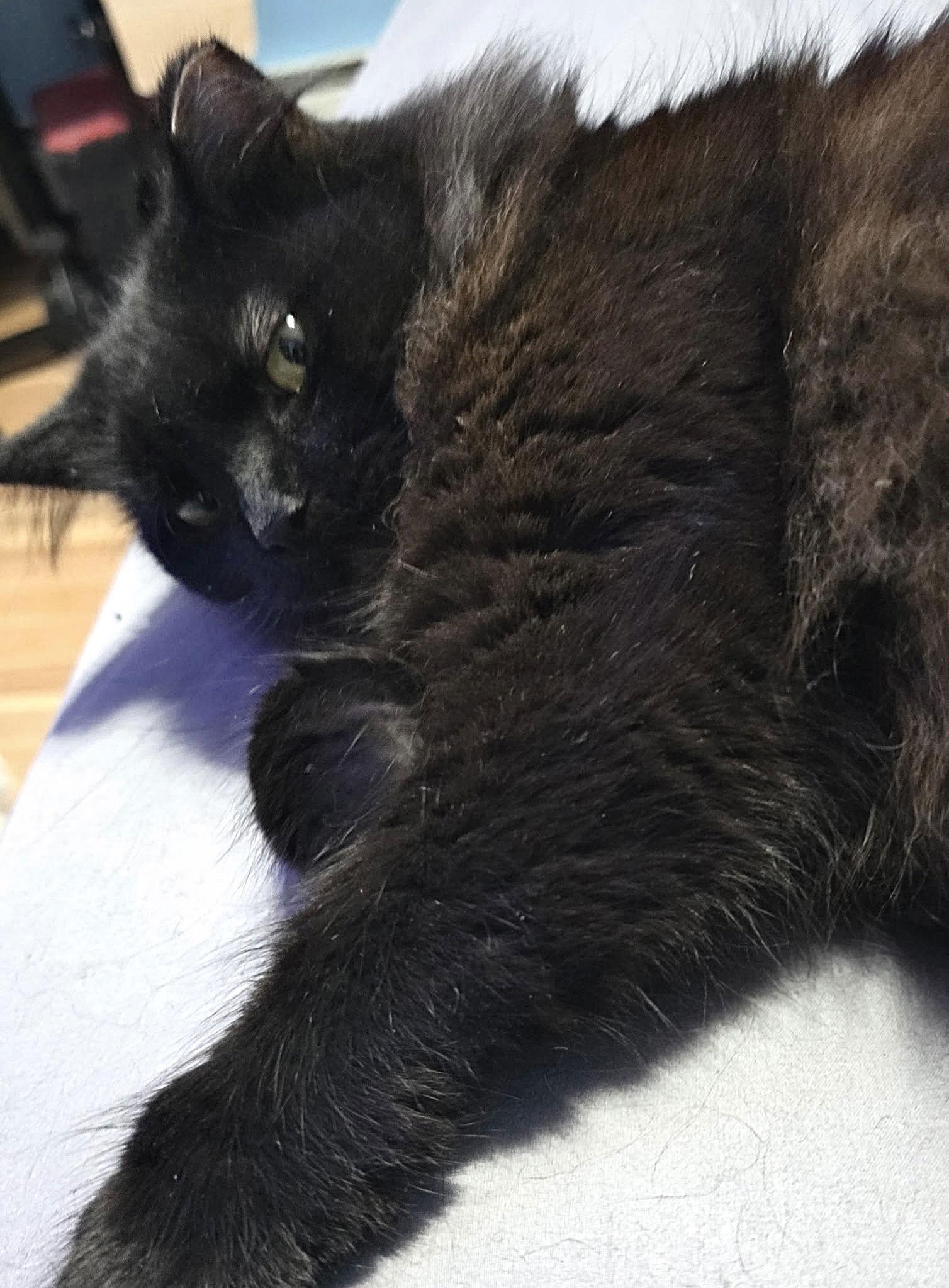 Enlarge Justice, a Adoptable Domestic Long Hair in Harrisburg, PA image 3/3