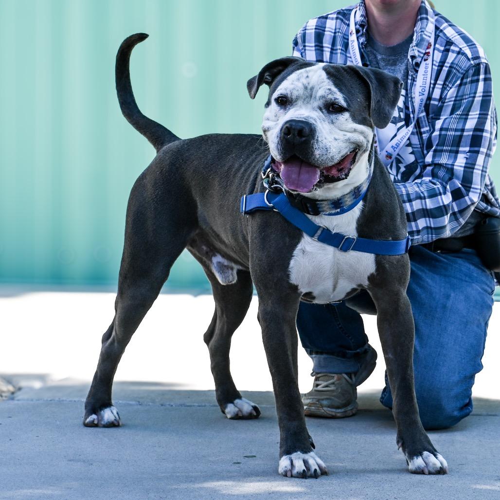 Billy, Adoptable, Adult Male Pit Bull Terrier.