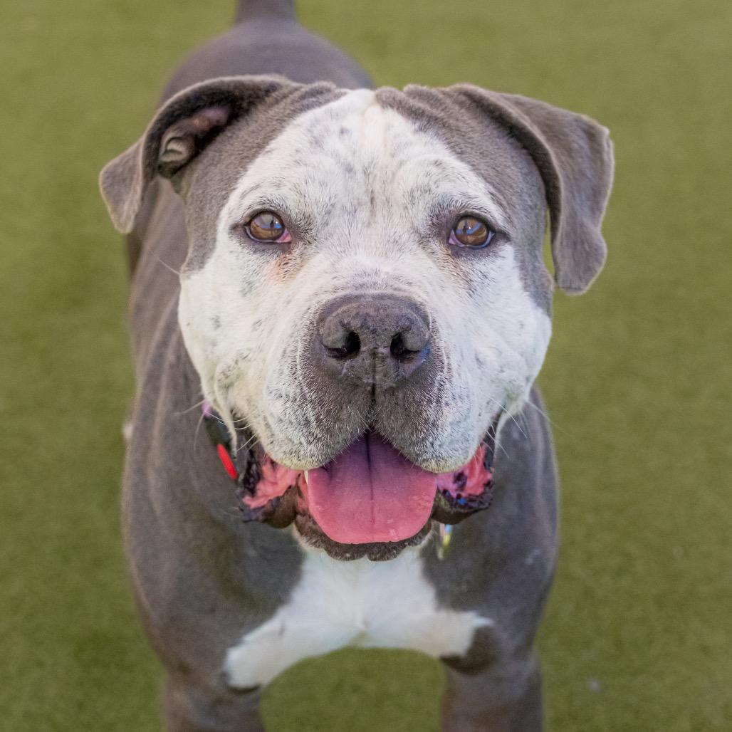 Enlarge Billy, a Adoptable Pit Bull Terrier in Albuquerque, NM image 2/6