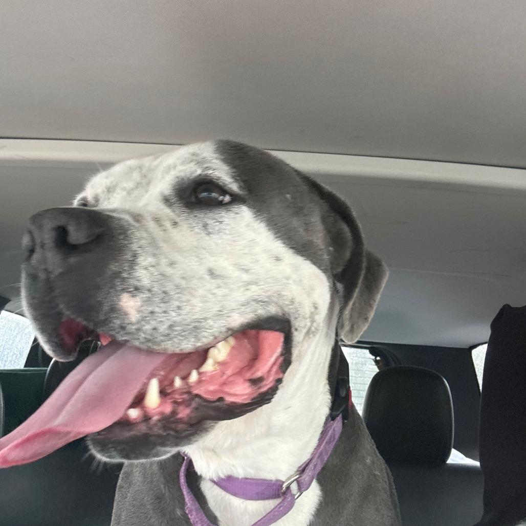 Enlarge Billy, a Adoptable Pit Bull Terrier in Albuquerque, NM image 3/6