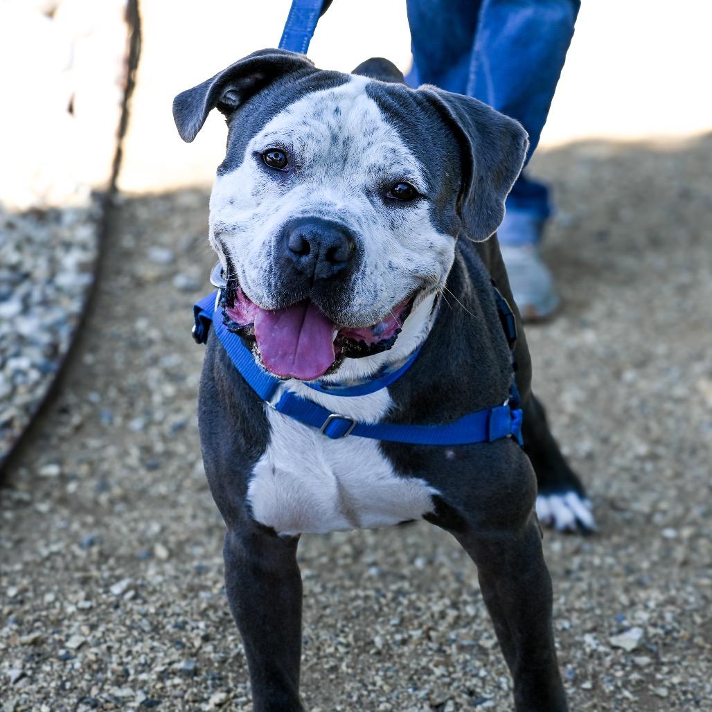 Enlarge Billy, a Adoptable Pit Bull Terrier in Albuquerque, NM image 4/6