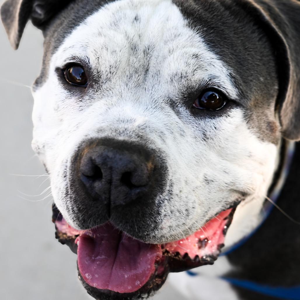 Enlarge Billy, a Adoptable Pit Bull Terrier in Albuquerque, NM image 5/6