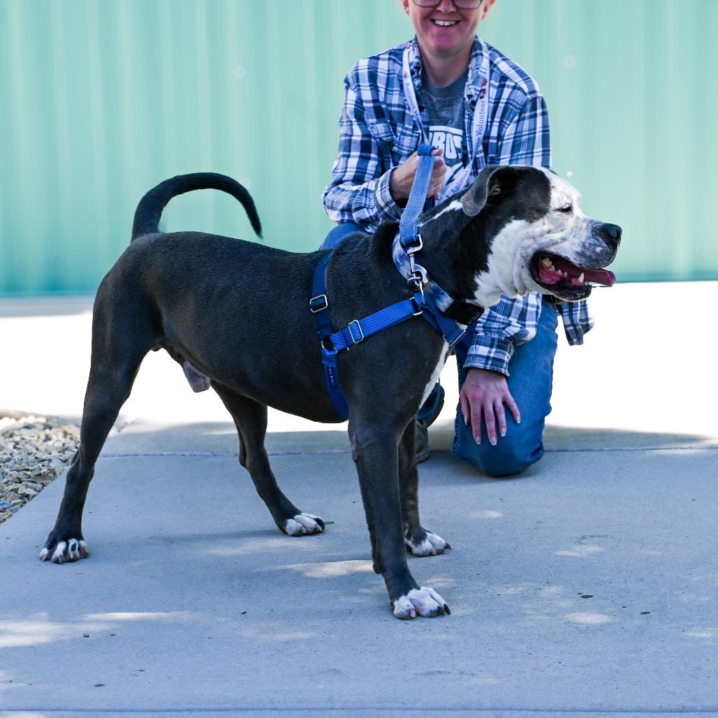 Enlarge Billy, a Adoptable Pit Bull Terrier in Albuquerque, NM image 6/6
